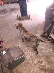 Found/Stray Male Dog last seen Mike Repair Shop, Sanford, NC 27330