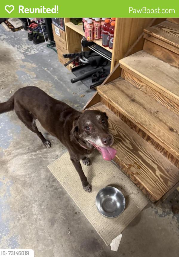 Reunited Female Dog last seen Spring Rock Terrace, East Cobb, GA 30062