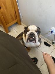 Reunited Male Dog last seen nellie and harmon, Paradise, NV 89121
