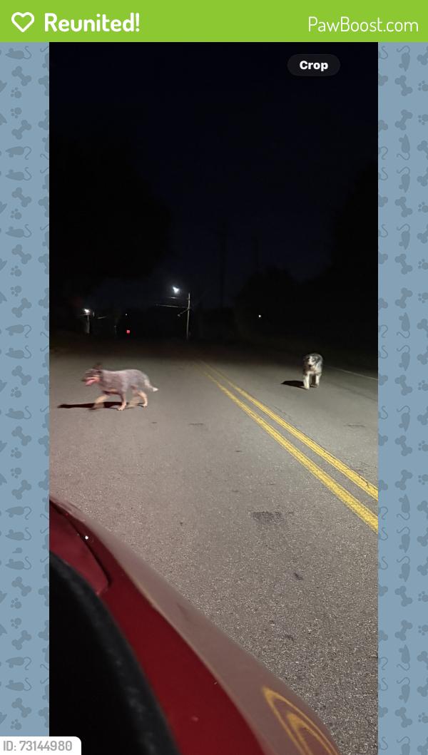 Reunited Unknown Dog last seen Near Millennium Mansion, Alcoa, TN 37701