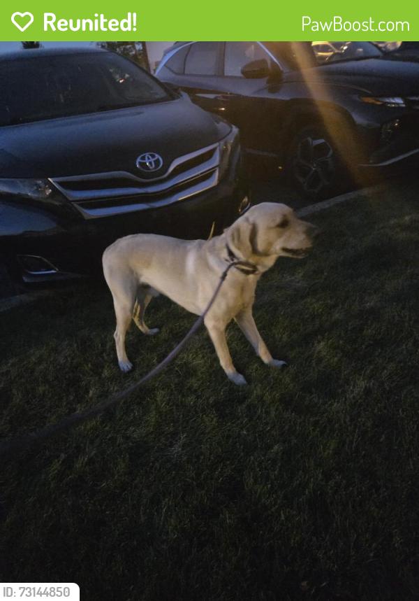 Reunited Male Dog last seen I70 and hilliard Rome, Columbus, OH 43228