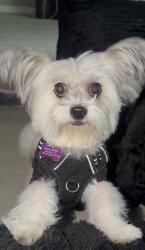 Reunited Male Dog last seen Near Riverdale Georgia, Riverdale, GA 30296