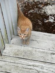 Found/Stray Unknown Cat last seen P&G Nail Salon, Seattle, WA 98112