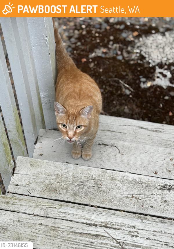 Found/Stray Unknown Cat last seen P&G Nail Salon, Seattle, WA 98112