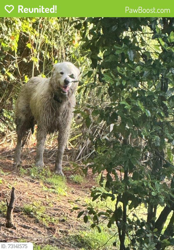 Reunited Unknown Dog last seen In the woods behind hunters oak. Lane Johns Island sc 29455, Charleston, SC 29455