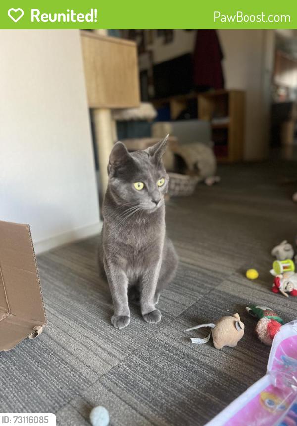Reunited Male Cat last seen Gloria Ave, San Jose, CA 95127, USA, San Jose, CA 95127