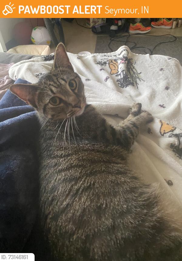 Found/Stray Female Cat last seen Not sure any orher info, Seymour, IN 47274