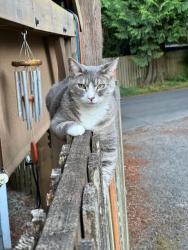 Lost Female Cat last seen Fonner and 108th Terrace, Tigard, OR 97223
