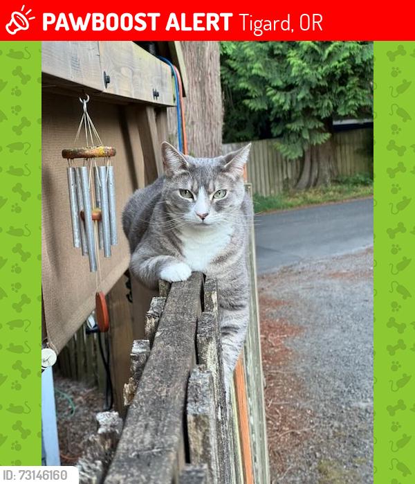 Lost Female Cat last seen Fonner and 108th Terrace, Tigard, OR 97223