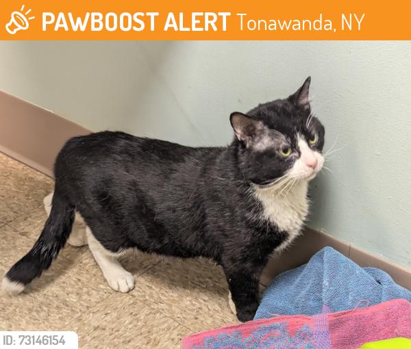 Found/Stray Male Cat last seen Kenmore East High School, Tonawanda, NY 14150