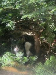 Found/Stray Unknown Cat last seen Near pizza market in pinardville in our yard, Goffstown, NH 03102