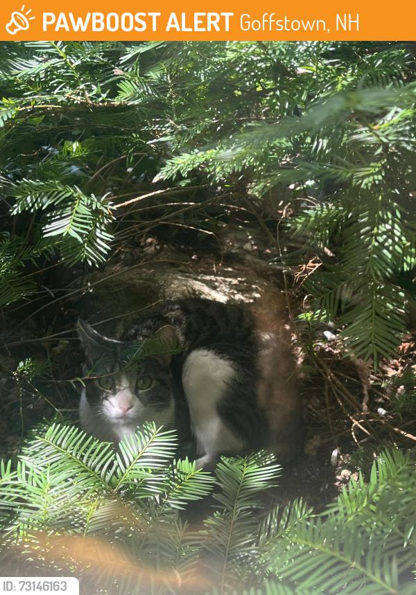 Found/Stray Unknown Cat last seen Near pizza market in pinardville in our yard, Goffstown, NH 03102