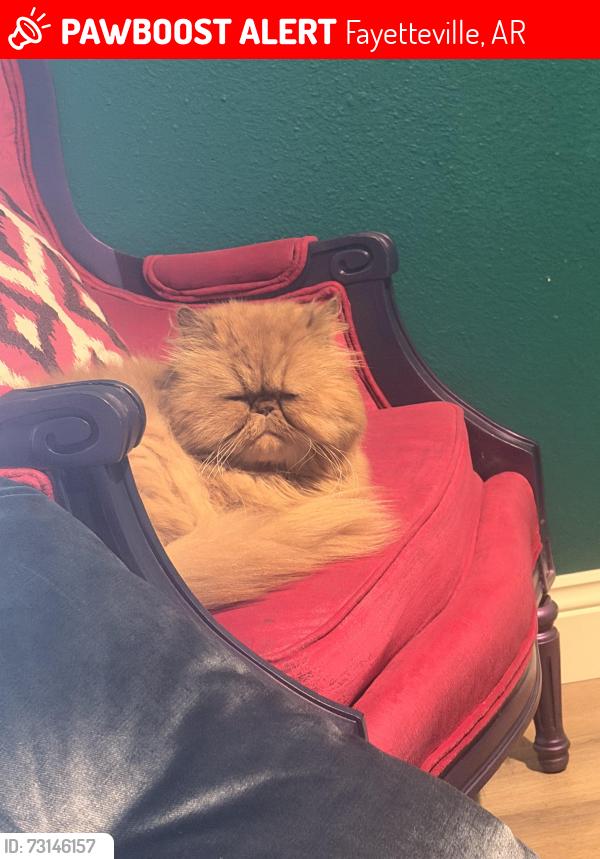 Lost Male Cat last seen Chilis, raising canes, sleepers inn, Fayetteville, AR 72703
