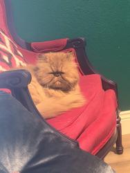 Lost Male Cat last seen Chilis, raising canes, sleepers inn, Fayetteville, AR 72703