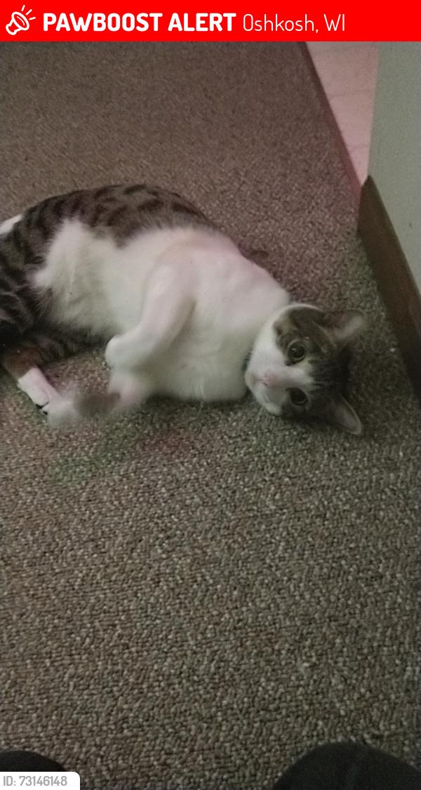 Lost Male Cat last seen The U Haul on Koller, Oshkosh, WI 54902