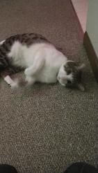 Lost Male Cat last seen The U Haul on Koller, Oshkosh, WI 54902