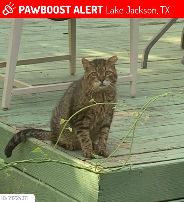 Lost Male Cat last seen Mesquite St near Shy Pond Park, Lake Jackson, TX 77566