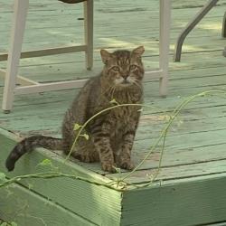 Lost Male Cat last seen Mesquite St near Shy Pond Park, Lake Jackson, TX 77566