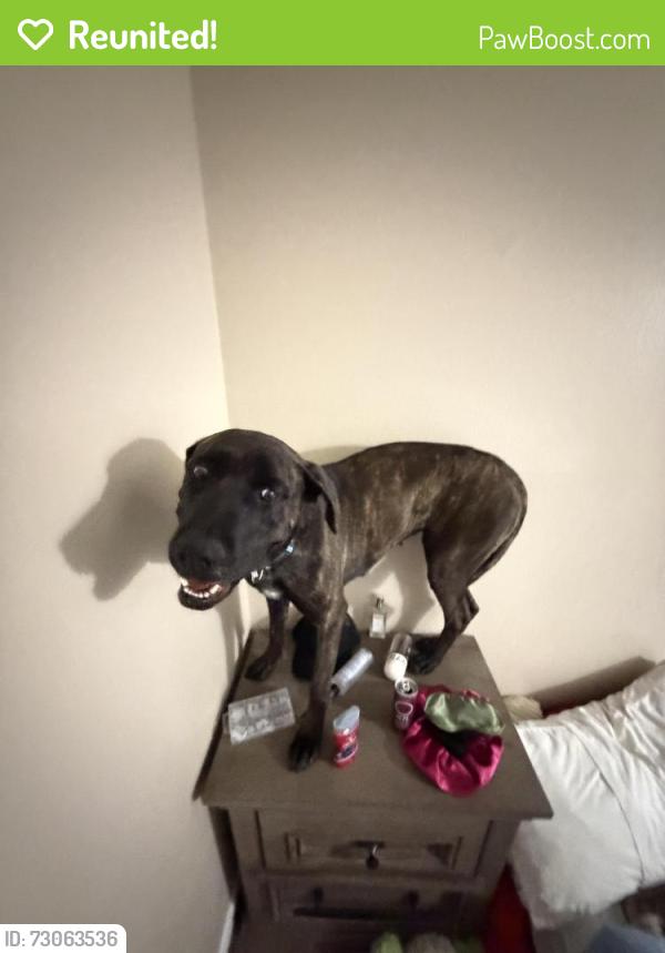 Reunited Female Dog last seen Redwood, target, Taylorsville, UT 84117