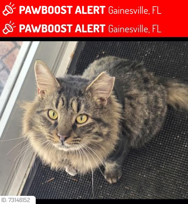 Lost Male Cat last seen Publix, Walgreens, circle K, Gainesville, FL 32606