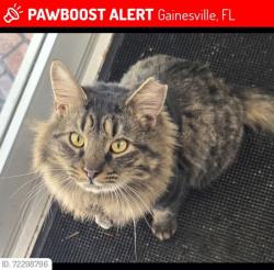 Lost Male Cat last seen Publix, Walgreens, circle K, Gainesville, FL 32606