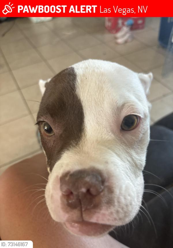 Lost Female Dog last seen Nellis and Stewart, Las Vegas, NV 89110