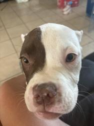 Lost Female Dog last seen Nellis and Stewart, Las Vegas, NV 89110
