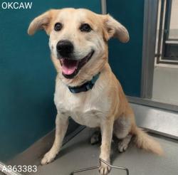 Shelter Stray Male Dog last seen KITE PARK IN NICHOLS HILLS, 2811 SE 29th St, Oklahoma City, OK 73129, USA
