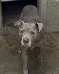 Shelter Stray Male Dog last seen , 1850 W 60th St, Los Angeles, CA 90047, USA