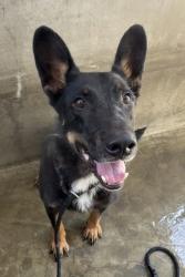Shelter Stray Male Dog last seen , 1850 W 60th St, Los Angeles, CA 90047, USA