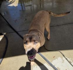 Shelter Stray Male Dog last seen , 1850 W 60th St, Los Angeles, CA 90047, USA