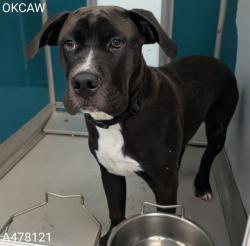 Shelter Stray Male Dog last seen ABANDONED AT AW, 2811 SE 29th St, Oklahoma City, OK 73129, USA