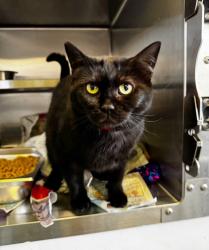 Shelter Stray Female Cat last seen , 1850 W 60th St, Los Angeles, CA 90047, USA