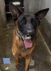 Shelter Stray Male Dog last seen , 1850 W 60th St, Los Angeles, CA 90047, USA