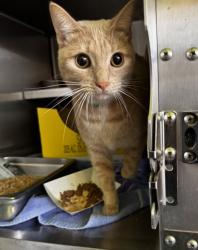 Shelter Stray Female Cat last seen , 1850 W 60th St, Los Angeles, CA 90047, USA