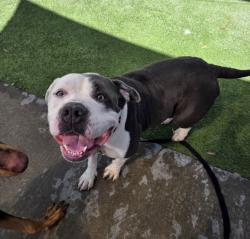 Shelter Stray Female Dog last seen , 1850 W 60th St, Los Angeles, CA 90047, USA
