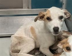 Shelter Stray Female Dog last seen Near BLOCK SE 41ST ST, OKLAHOMA CITY OK 73129, 2811 SE 29th St, Oklahoma City, OK 73129, USA