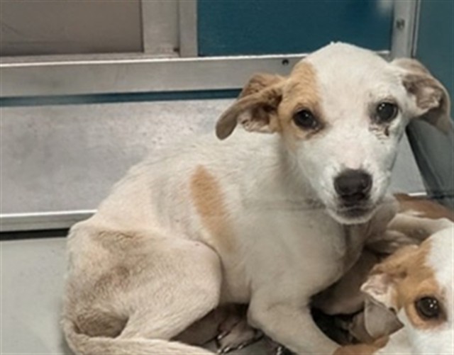 Shelter Stray Female Dog last seen Near BLOCK SE 41ST ST, OKLAHOMA CITY OK 73129, 2811 SE 29th St, Oklahoma City, OK 73129, USA