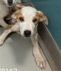Shelter Stray Male Dog last seen Near BLOCK SE 41ST ST, OKLAHOMA CITY OK 73129, 2811 SE 29th St, Oklahoma City, OK 73129, USA