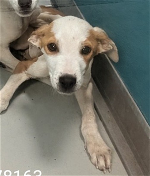Shelter Stray Male Dog last seen Near BLOCK SE 41ST ST, OKLAHOMA CITY OK 73129, 2811 SE 29th St, Oklahoma City, OK 73129, USA