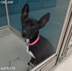 Shelter Stray Female Dog last seen Near BLOCK SE 25TH ST, OKLAHOMA CITY OK 73129, 2811 SE 29th St, Oklahoma City, OK 73129, USA