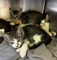 Shelter Stray Male Cat last seen , 1850 W 60th St, Los Angeles, CA 90047, USA