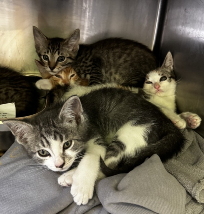 Shelter Stray Male Cat last seen , 1850 W 60th St, Los Angeles, CA 90047, USA