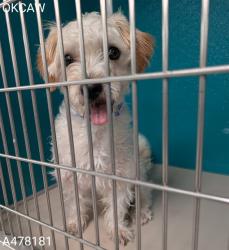 Shelter Stray Male Dog last seen , 2811 SE 29th St, Oklahoma City, OK 73129, USA