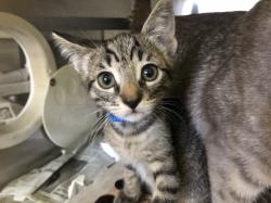 Shelter Stray Male Cat last seen , 1850 W 60th St, Los Angeles, CA 90047, USA