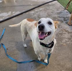 Shelter Stray Female Dog last seen , 1850 W 60th St, Los Angeles, CA 90047, USA