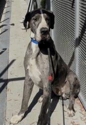 Shelter Stray Male Dog last seen , 1850 W 60th St, Los Angeles, CA 90047, USA