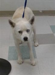 Shelter Stray Male Dog last seen Near BLOCK OF SE 1OTH ST, 2811 SE 29th St, Oklahoma City, OK 73129, USA