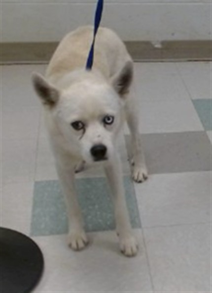 Shelter Stray Male Dog last seen Near BLOCK OF SE 1OTH ST, 2811 SE 29th St, Oklahoma City, OK 73129, USA