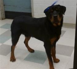 Shelter Stray Male Dog last seen Near BLOCK OF SE 1OTH ST, 2811 SE 29th St, Oklahoma City, OK 73129, USA